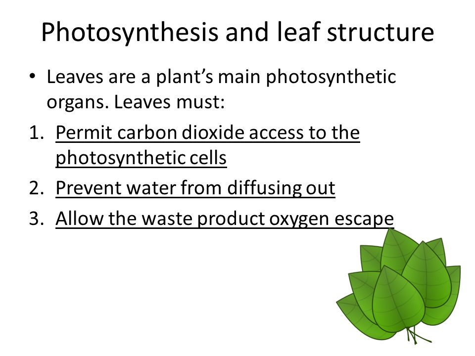 Main Structures and Summary of Photosynthesis